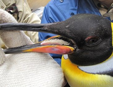 休園日のお仕事 オウサマペンギンの爪切り 天王寺動物園スタッフブログ