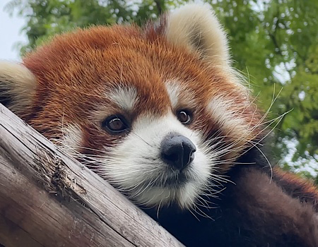 動物大好きさん様ご確認用】 - www.onkajans.com