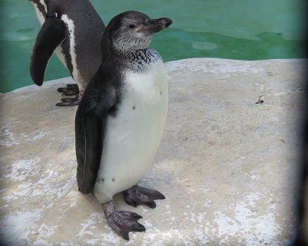 ペンギンだより 天王寺動物園スタッフブログ