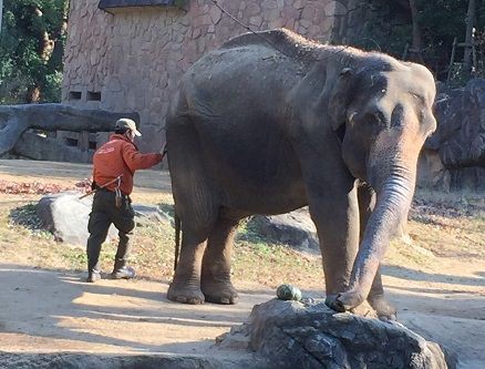 動物君たちの一日 ～ 愛しのラニー博子 ～ : 天王寺動物園スタッフブログ