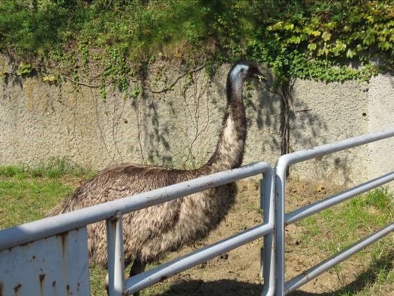 エミューのジョー ふれあい広場へ移動 天王寺動物園スタッフブログ