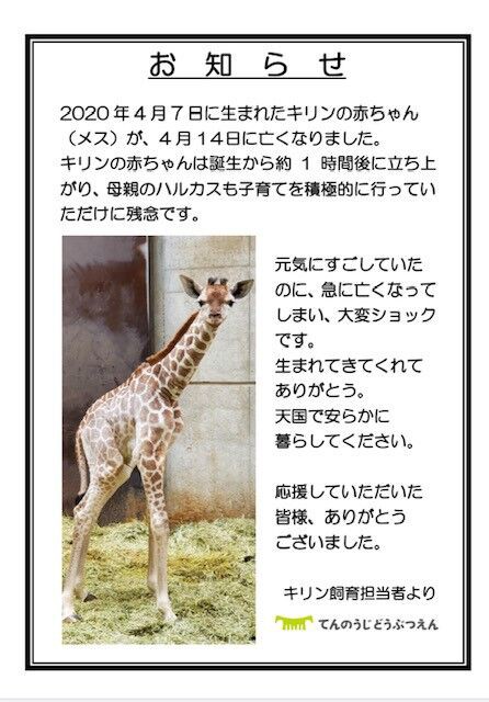 キリンの赤ちゃんがなくなりました : 天王寺動物園スタッフブログ