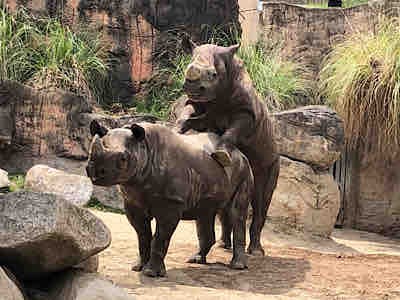 世界サイの日 ３日目 天王寺動物園スタッフブログ