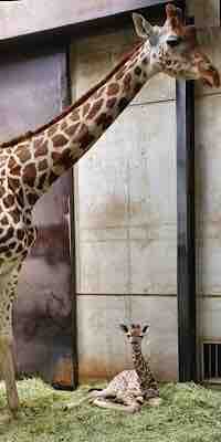キリンの赤ちゃんについて 天王寺動物園スタッフブログ