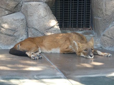 ドールのシュタインが亡くなりました 天王寺動物園スタッフブログ