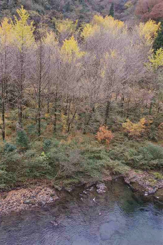 四国カルスト麓の紅葉 津野町北川 鬼ヶ城山景