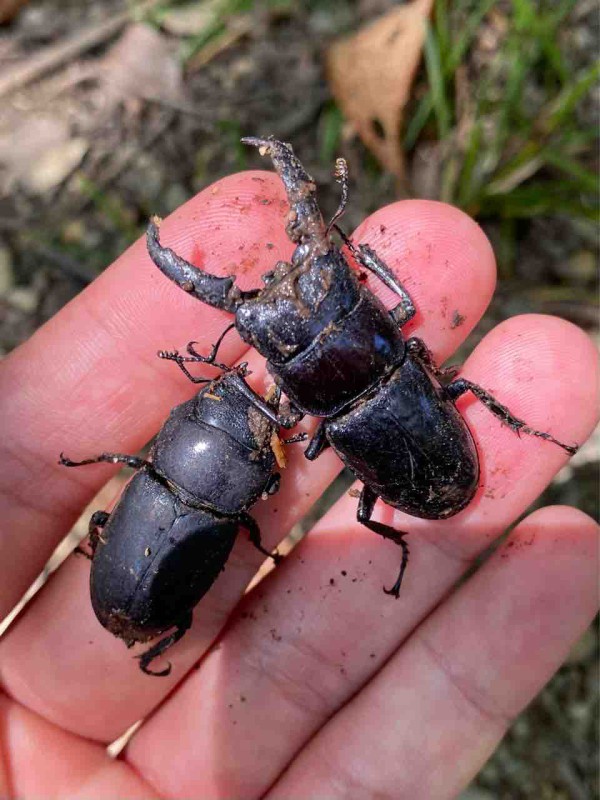 対馬採集記〜飼育マンVS対馬〜 : 黒虫農場