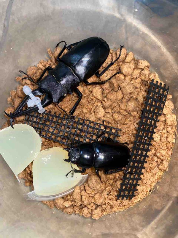 ギラファノコギリクワガタ(フローレス島)飼育記 : 黒虫農場
