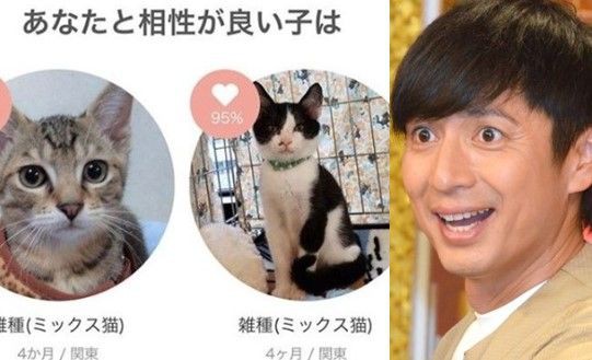 注目】徳井義実も相性診断！マッチングサイトで「一生の家族（保護犬猫 