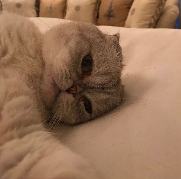 猫が自撮り ﾃｲﾗｰｽｳｨﾌﾄの愛猫 自撮りが可愛すぎる Terracehouse Lovelog