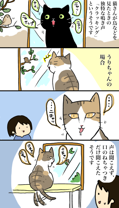 クラッキング 猫6匹のいる生活