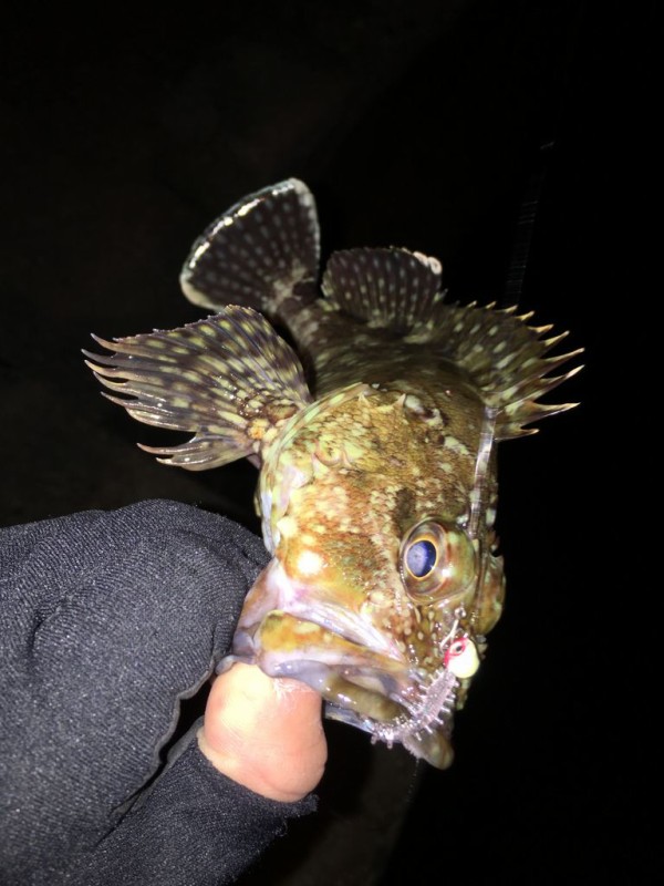 牛深 エギング セフィアg5 インプレ ガマさん釣行記