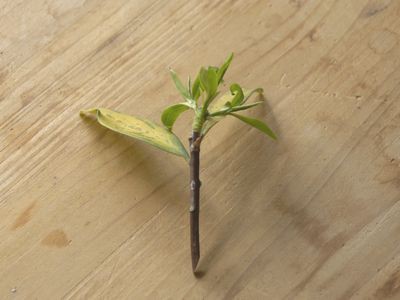 沈丁花 挿し木に挑戦 のびのび くんにゃり