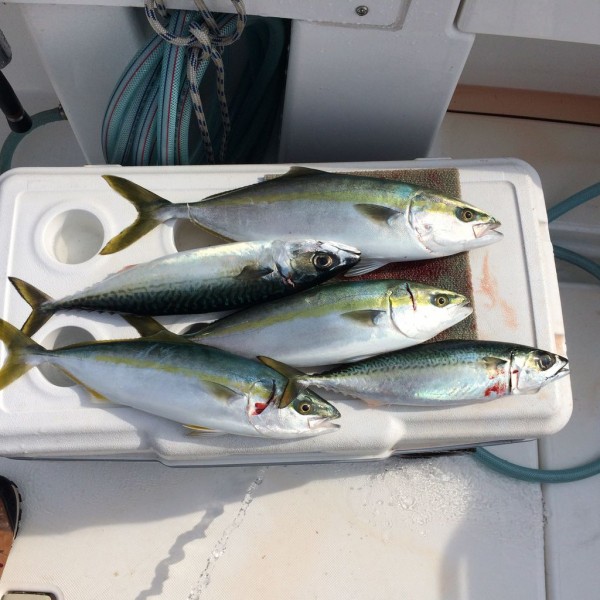 16 04 09 南淡路沖 大サバにハマチにサワラのゴールデントリオ 釣りと言うより漁業でした へーちゃんblog