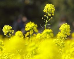 菜の花の季節 Tess英会話スクールブログ