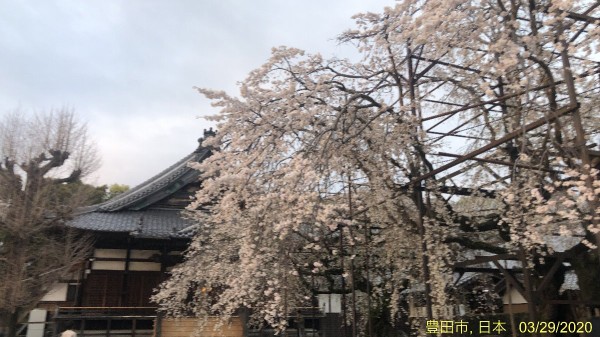 樹齢250年のしだれ桜が見事 行福寺 豊田市桝塚東町でプチ花見 かわうそ だもんで