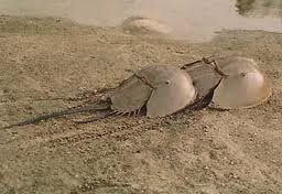 中川翔子 田村ゆかりってカブトガニみたいｗｗｗｗｗｗｗｗｗ てってけ速報