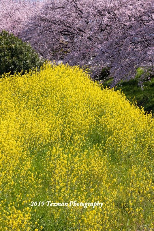川原に密集している菜の花に似た黄色い花は てつまんの写真日記