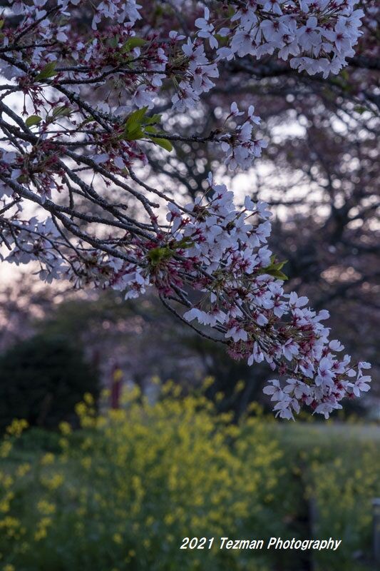 まだサクラやっています 桜蘂降る さくらしべふる てつまんの写真日記