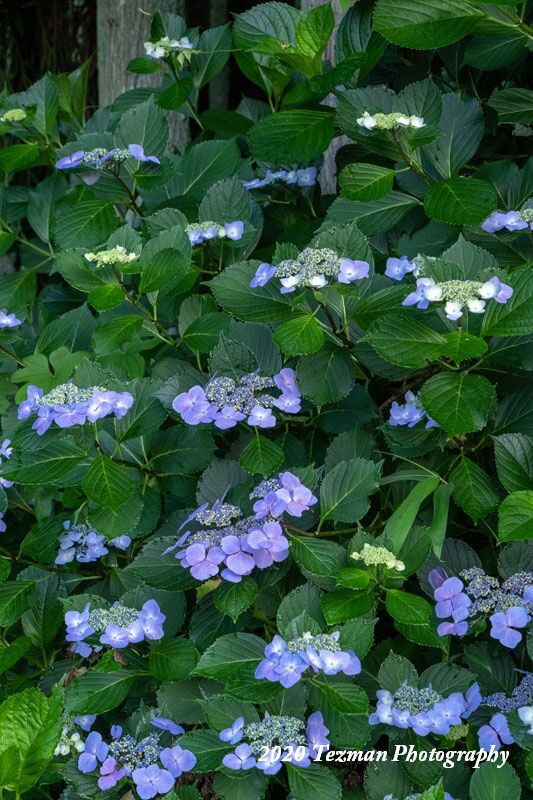 や っ と 再 訪 紫 陽 花 満 開 てつまんの写真日記
