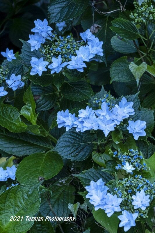 遅咲きのガクアジサイを撮る てつまんの写真日記