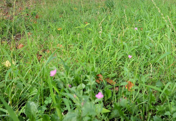 ざわざわと熱風渡る夏の草 やんま 極楽やんま