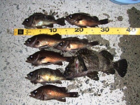 メバルの種類について考える 神出鬼没 宮城 ライトゲーム専用