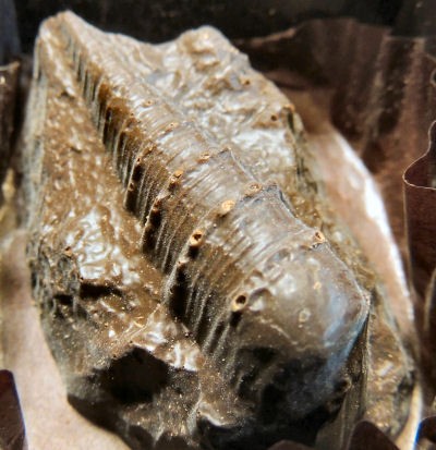 ビカリアの化石？！ : 坂根弦太のDV-Xα＆VENUS日誌