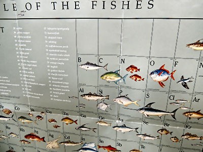 魚の周期表 Periodic Table Of The Fishes 坂根弦太のdv Xa Venus日誌