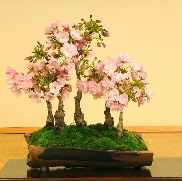 豪華絢爛 それでいて爽やかな美しさの旭山桜 寄せ植え 桜や梅の盆栽で 自宅でお花見をしよう