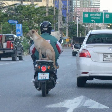 犬とバイク タイで思う
