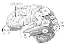 視覚情報処理の背側経路の損傷によるプレシェイピングの障害 Keep On Thinking