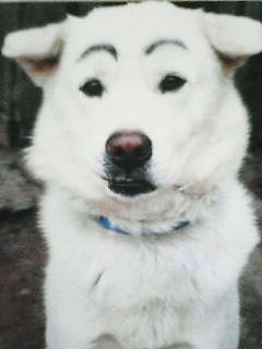 おもしろペット 三ツ星ブログ