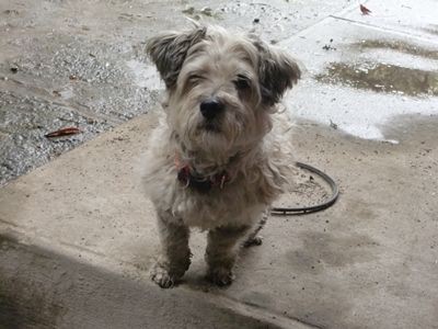 野良犬達が日向ぼっこ おばあちゃんの今日