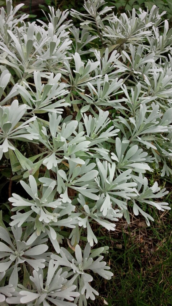 モクビャッコウ ベンケイソウの挿し木 まだ植えてるよ モクビャッコウ ベンケイソウの挿し木 まだ植えてるよ
