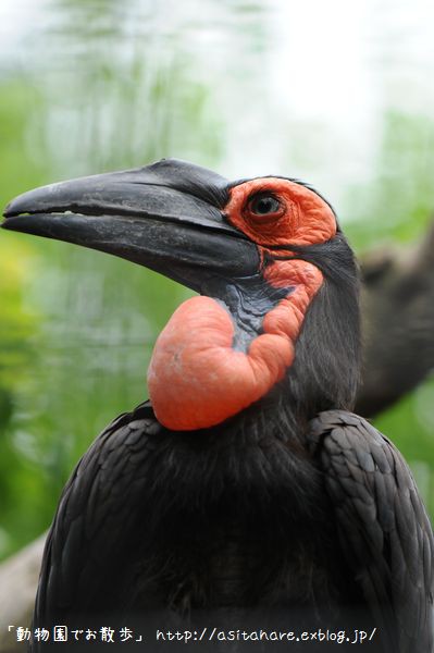 怪鳥 目撃相次ぐ 千葉 店から逃げた絶滅危惧種か チビ助のオタ速ちゃんねる