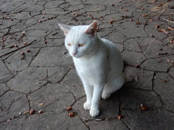 千葉の稲毛海浜公園に猫と戯れに行ってきた Tidestar