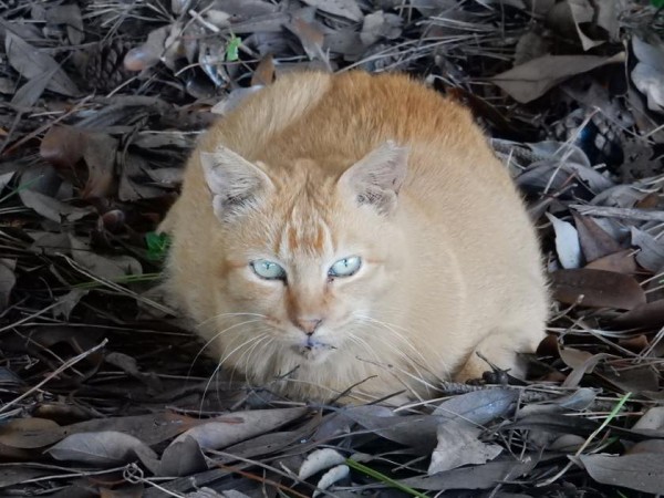 千葉の稲毛海浜公園に猫と戯れに行ってきた Tidestar