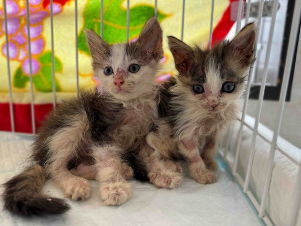 猫の疥癬】ノルウェージャンの子猫2頭を受け入れました : ティアハイム