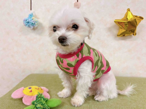 ONEKOSAMA OINUSAMA 犬 猫 お着換えカバー ペットカート 3WAY