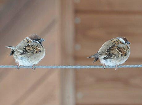 動物 スズメさん 寒すぎてパンパンに膨らんでしまう まとめtok 動物 スズメさん 寒すぎてパンパンに膨らんでしまう まとめtok