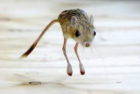 珍獣 まさか カンガルーネズミ 30年前に絶滅したと思われていた可愛い珍獣が発見される わたしのオススメ