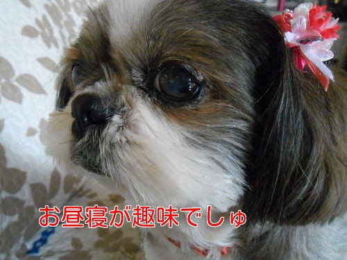 犬種による性格の違いなのか ぐーたらママと弱虫チワワの写真日記