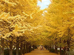 紅葉 東京の名所 国営昭和記念公園の見ごろ 14 紅葉の名所 東京の見ごろ 14