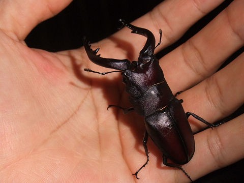 いたいたいたいた いた ニコタマのなつやすみ トーキョーワッショイ 東京人が一番みたい東京ネタ