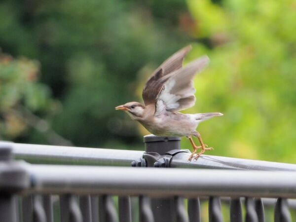 プロキャプチャーモードによるムクドリ幼鳥の飛び立ち5コマ連写 Small Life Watcher 街角の生き物カメラマン