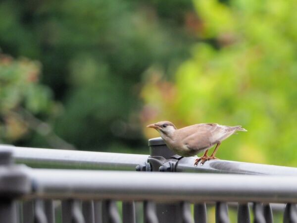 プロキャプチャーモードによるムクドリ幼鳥の飛び立ち5コマ連写 Small Life Watcher 街角の生き物カメラマン