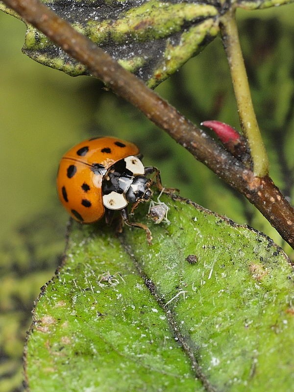 アブラムシを捕食するテントウムシ 赤19斑点型 Small Life Watcher 街角の生き物カメラマン