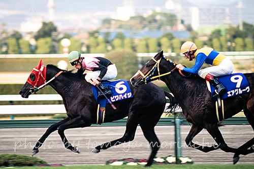 第47回 阪神3歳牝馬ステークス : アーカイブ
