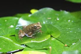 季語 蛙 飛び込む 古池 の や 水 音 英語でわかる芭蕉の俳句